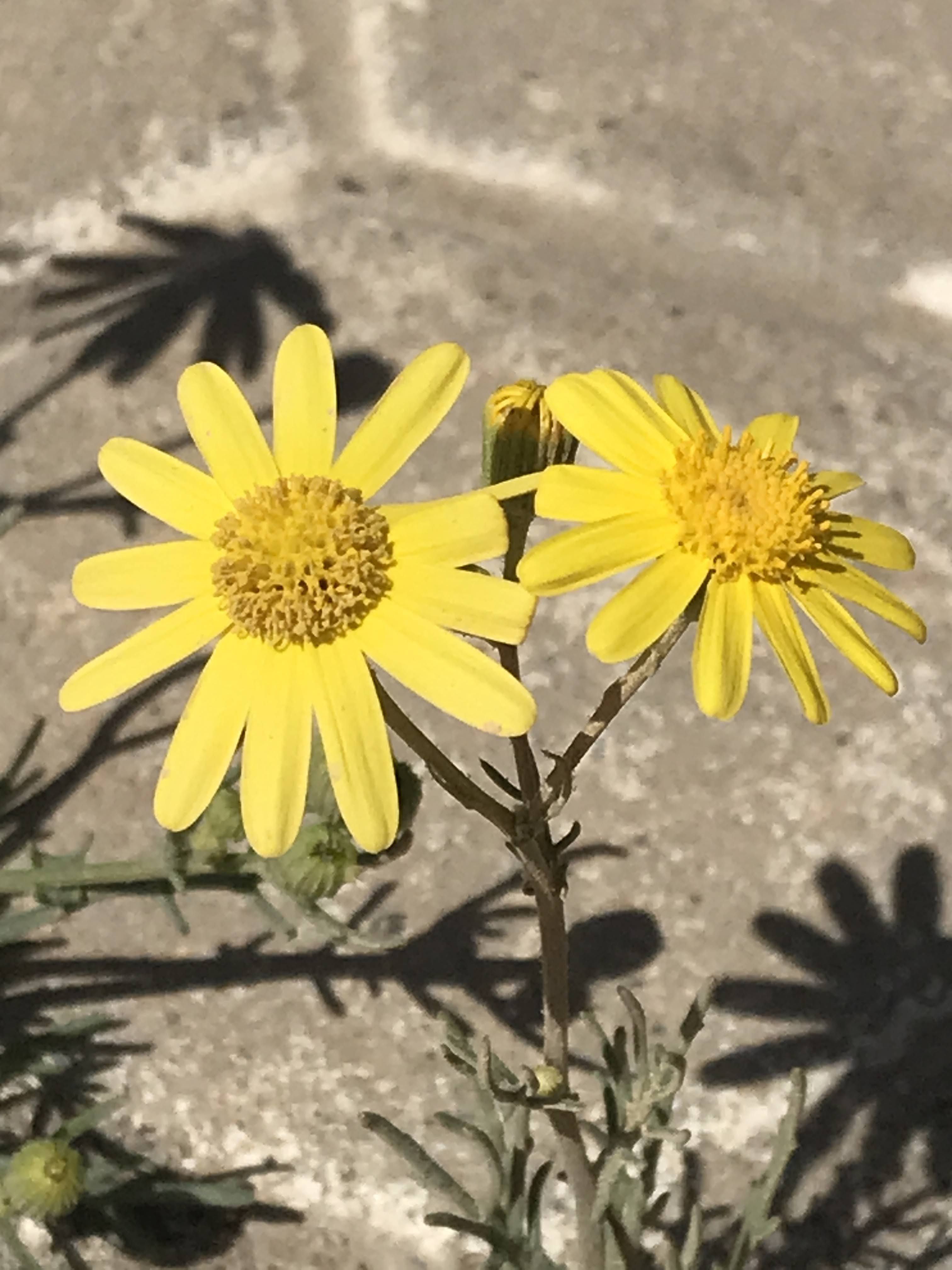 مكتب مترك العجمى للتخليص الجمركي